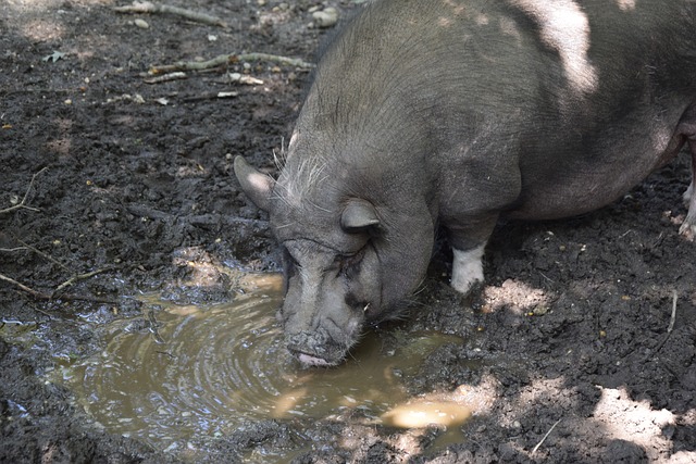 格林伍德和 格林伍德和