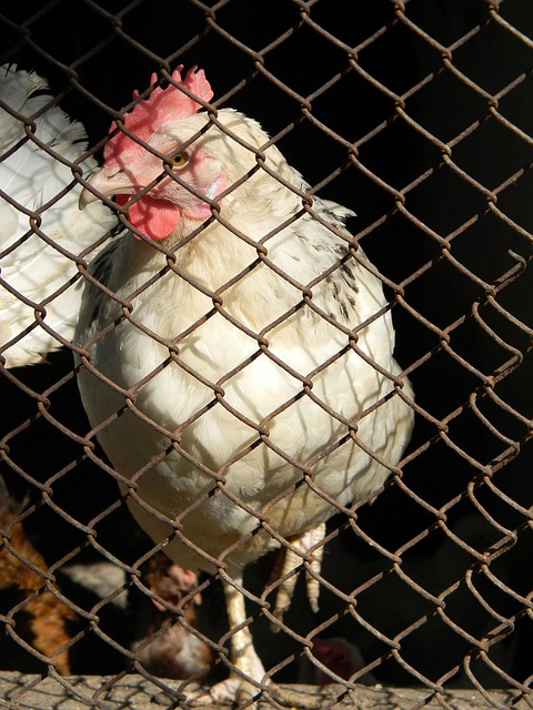 过于年轻的 过于年轻的